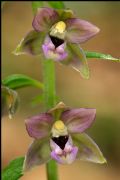 Epipactis helleborine